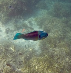 Scarus dimidiatus