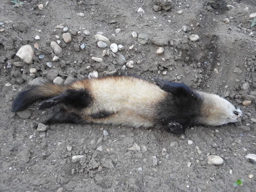 Steppe Polecat