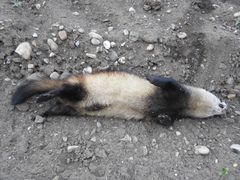 Steppe Polecat photo 2