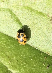 Ceratomegilla notata