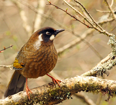 Trochalopteron affine