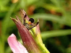 Ropalidia sumatrae