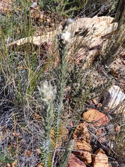 Phylica willdenowiana