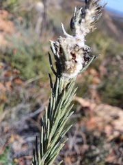 Phylica willdenowiana