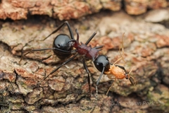 Polyrhachis lamellidens