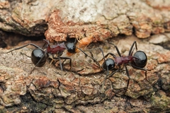 Polyrhachis lamellidens