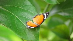 Hypolimnas misippus