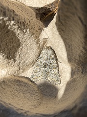 Polymixis flavicincta