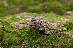 Polyrhachis lamellidens