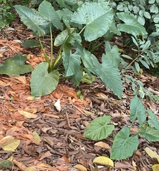 Alocasia