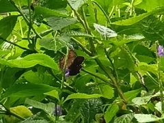 Junonia hedonia