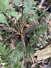 Cyathea smithii