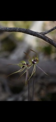 Caladenia parva