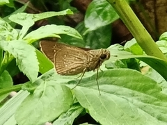 Pelopidas mathias