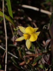 Jacksonia stackhousei