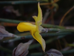 Jacksonia stackhousei