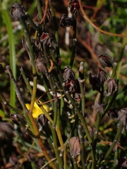 Jacksonia stackhousei