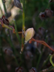 Jacksonia stackhousei