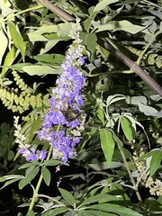 Bombus pensylvanicus