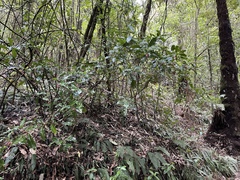 Alseuosmia macrophylla