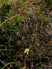 Jacksonia stackhousei