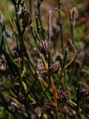 Jacksonia stackhousei