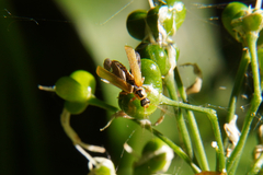 Cantharis decipiens