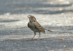 Emberiza pusilla