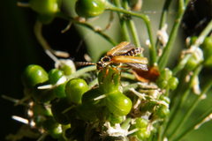 Cantharis decipiens
