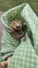 Cyclodomorphus gerrardii