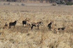 Hippotragus equinus equinus