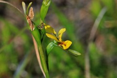 Diuris unica