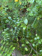 Zanthoxylum beecheyanum