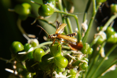 Cantharis decipiens
