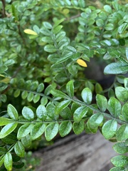 Zanthoxylum beecheyanum