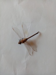 Anax ephippiger
