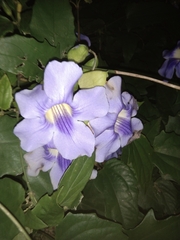 Thunbergia laurifolia