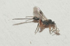 Ichneumonoidea