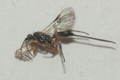Ichneumonoidea
