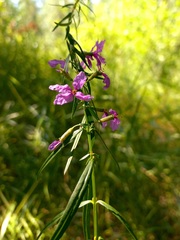 Lythrum virgatum