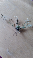 Eragrostis minor