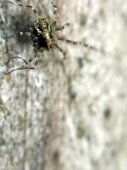 Megabunus diadema