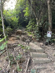 Sus scrofa moupinensis