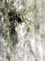 Megabunus diadema