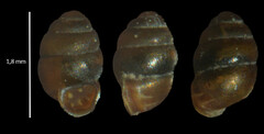 Vertigo pygmaea