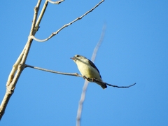 Dicaeum erythrorhynchos