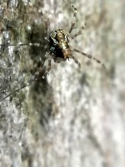 Megabunus diadema