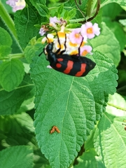 Hycleus biundulatus