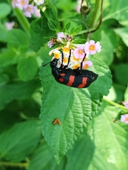 Hycleus biundulatus