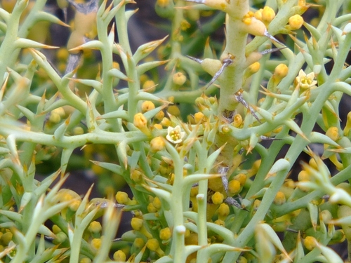 Image of Thorn Rootthug by (c) Kevin Murray, some rights reserved (CC BY)